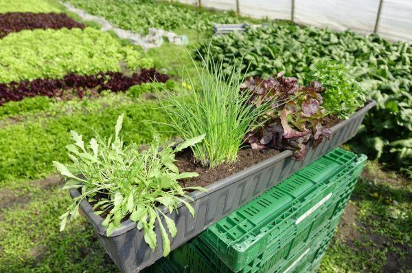 Gemusegarten Auf Dem Balkon Frische Krauter Und Salate Aus Dem Pflanzkasten