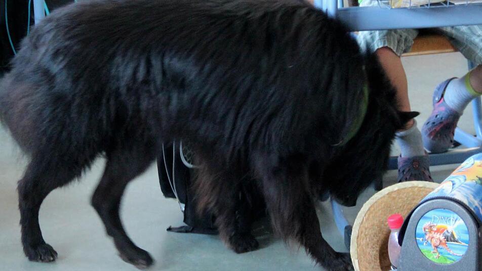 adelsdorfer schulhundprojekt ist ein erfolg