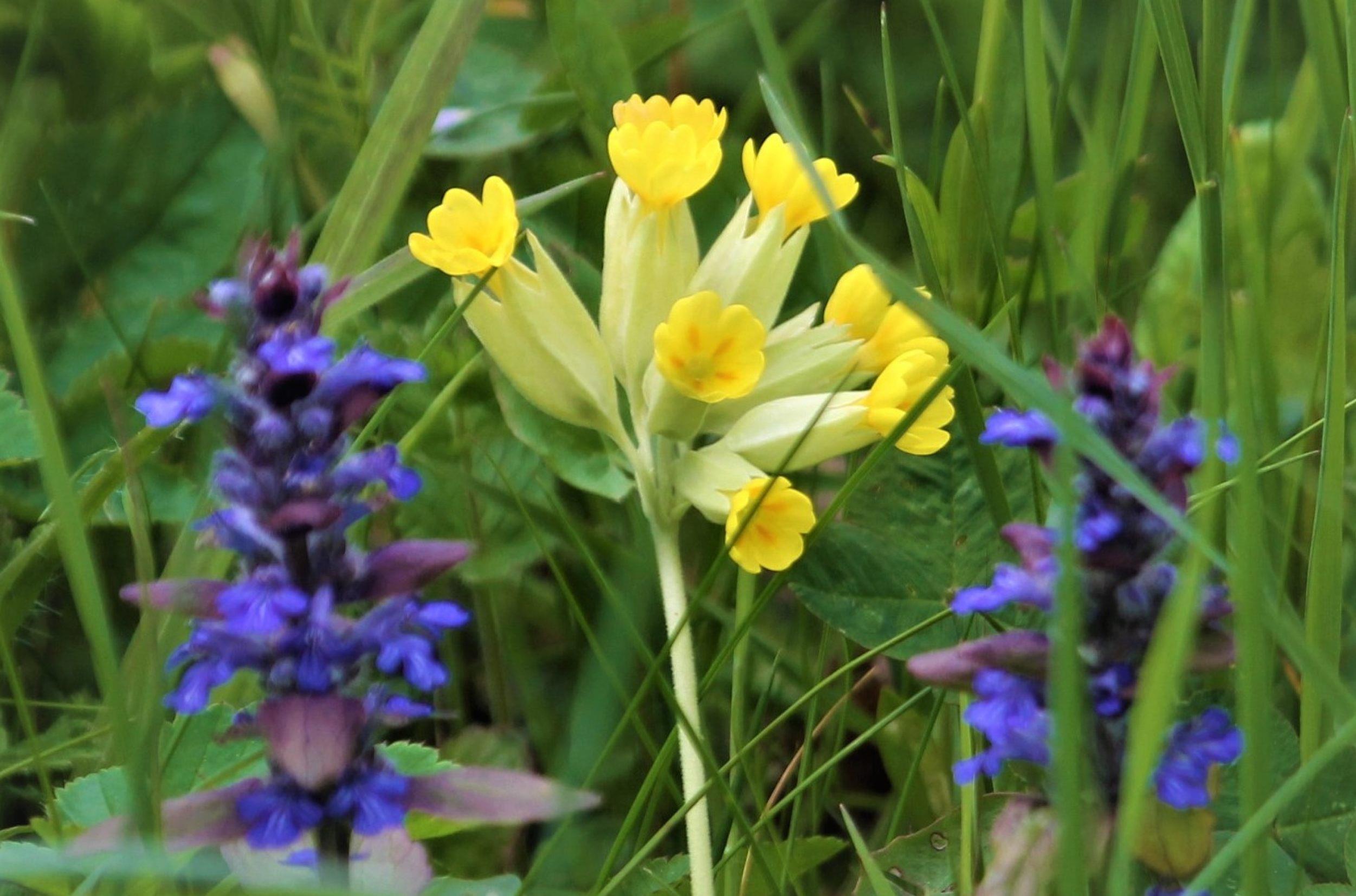 Natur pur: So wird dein Rasen zum farbenfrohen Blumenteppich