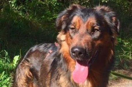 Neugieriger Hund Will Welt Entdecken