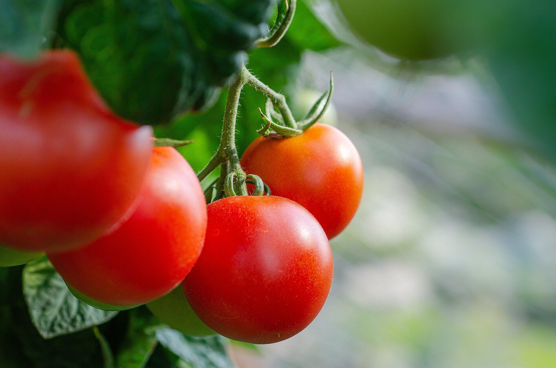 dünger blumen Blumendünger für Gartenblumen in 3kg und 10kg