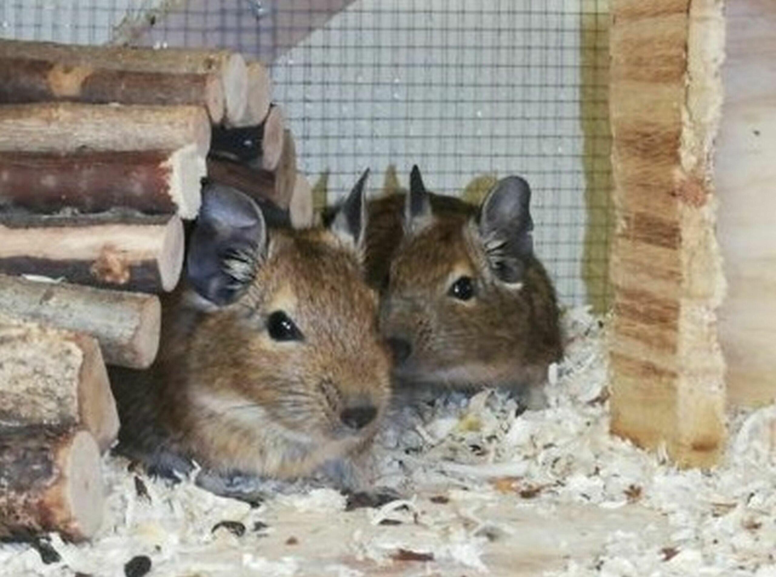 Tierheim Bamberg Rund 90 Degus Im Schwarzwald Gerettet Susse Nager Warten Auf Vermittlung 
