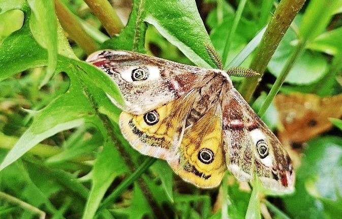 von der raupe zum schmetterling
