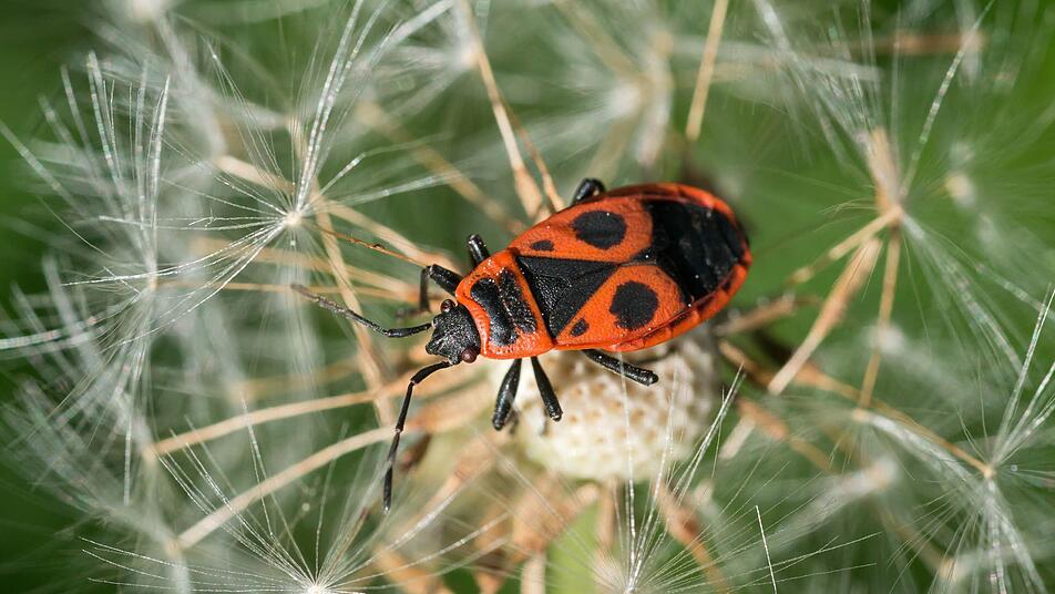 Deshalb Sind Feuerwanzen Nicht Schadlich Sondern Nutzlich