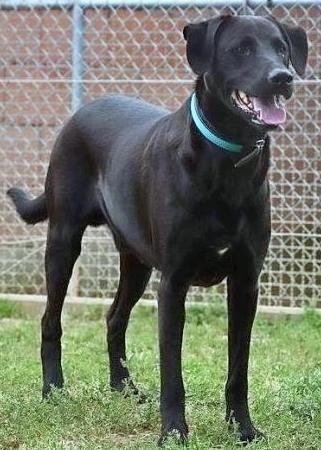 Das Frohliche Kraftpaket Paul Sucht Eine Familie Zum Pferdestehlen