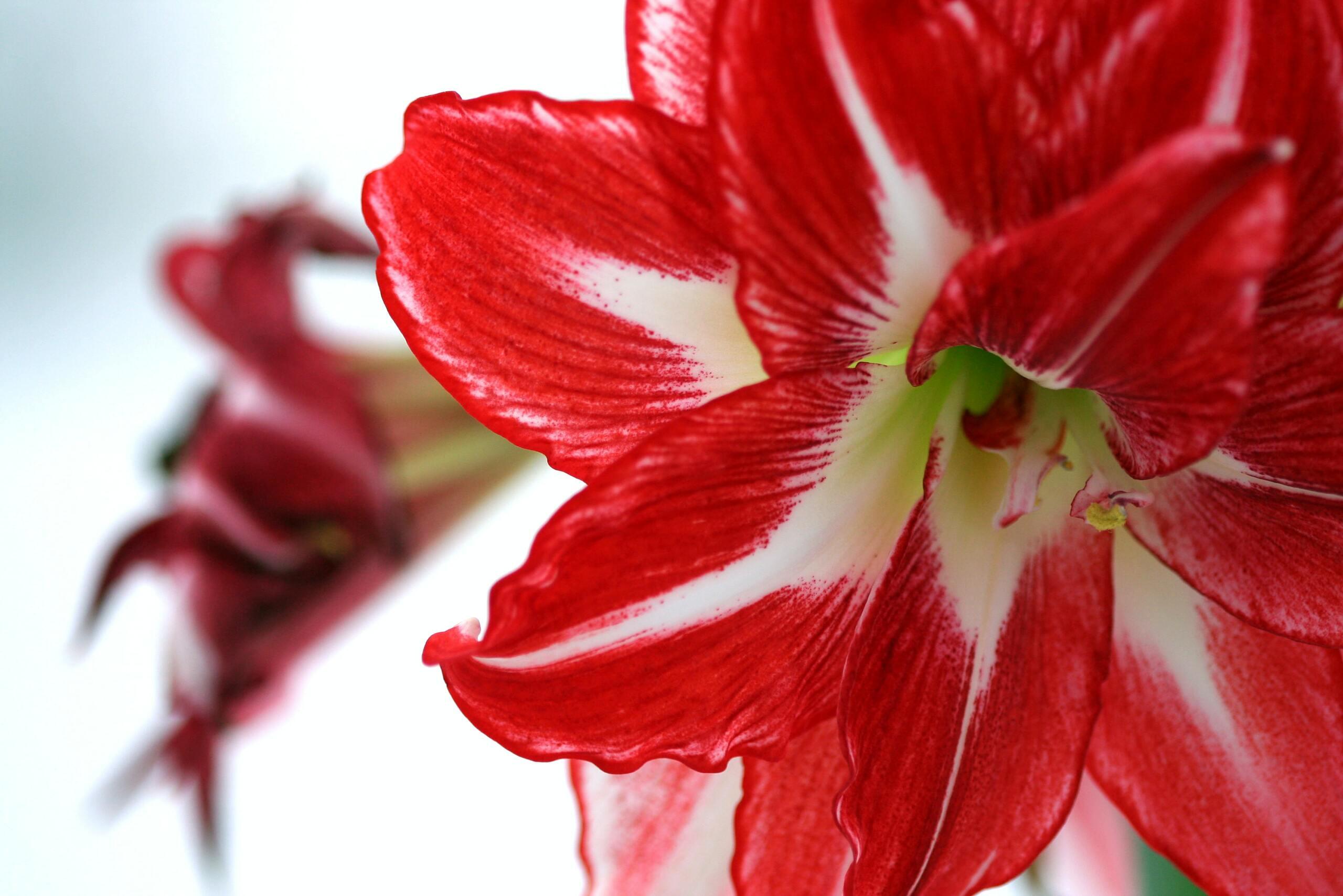 Amaryllis: Die richtige Pflege der beliebten Weihnachtspflanze