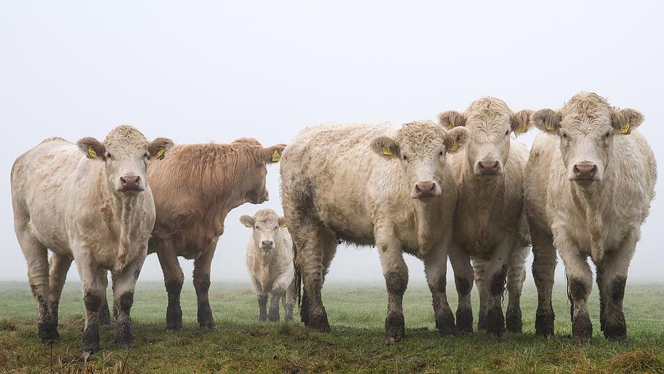 gefahrlicher tiktok trend kuh im allgau von zug getotet madchen im verdacht