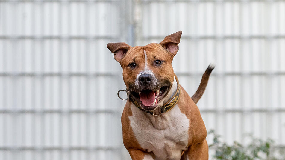 tierheim nurnberg kampfhund chicco bald in tv sendung mit hundeprofi martin rutter